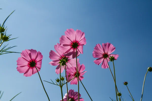 Kosmos Blomma i trädgården — Stockfoto