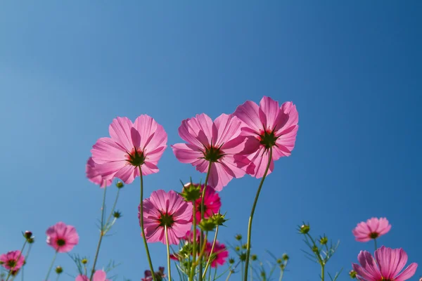 Kosmos Blomma i trädgården — Stockfoto