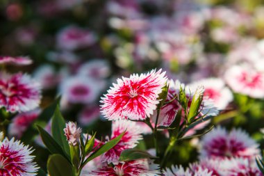 Dianthus chinensis Bahçe