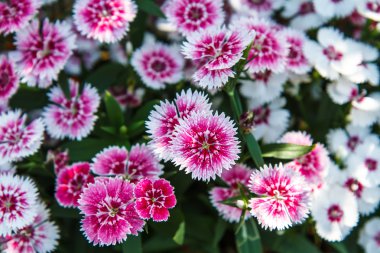 Dianthus chinensis Bahçe