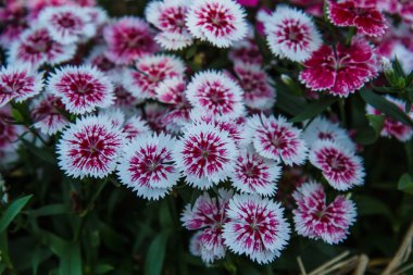 Dianthus chinensis Bahçe