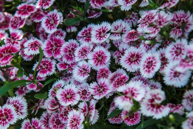 Dianthus chinensis Bahçe