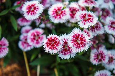 Dianthus chinensis Bahçe