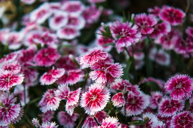 Dianthus chinensis Bahçe