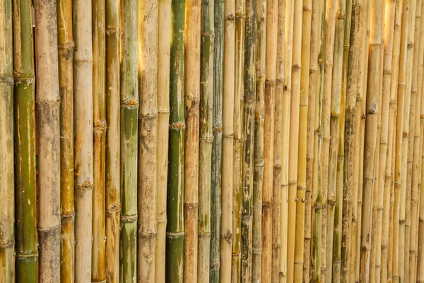 Bamboo texture background — Stock Photo, Image