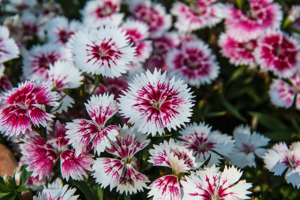 Dianthus chinensis in garden — Stock Photo, Image