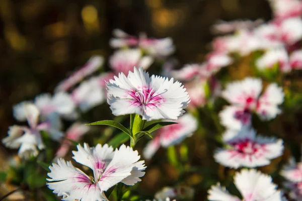 Dianthus chinensis в саду — стокове фото