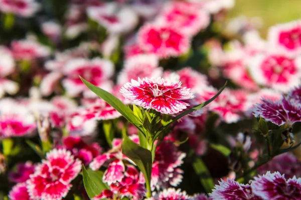 Dianthus chinensis in garden — Stock Photo, Image