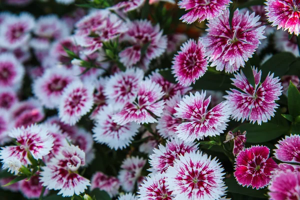 Dianthus chinensis in garden — Stock Photo, Image