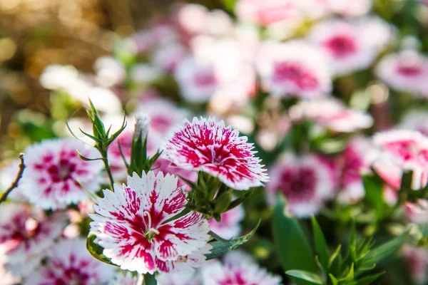 Dianthus chinensis in garden — Stock Photo, Image