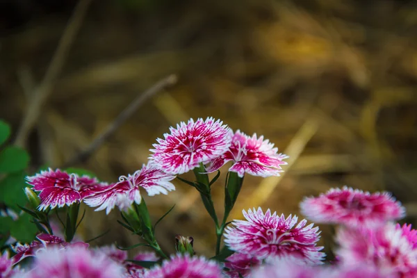 Dianthus chinensis dans le jardin — Photo