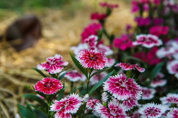 Dianthus chinensis в саду — стокове фото