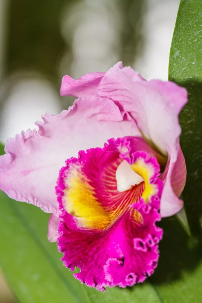 Cattleya labiata orchideák — Stock Fotó