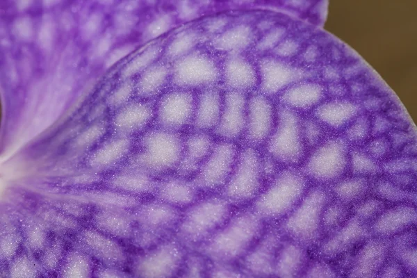 Flor de orquídea roxa — Fotografia de Stock