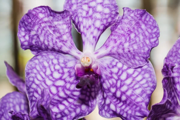 Lila orkidé blomma — Stockfoto