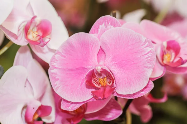 Rosa Orchideen — Stockfoto