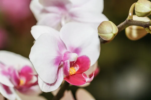 Rosa Orchideen — Stockfoto