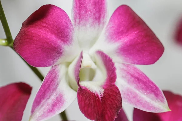 Rosa Orchideen — Stockfoto