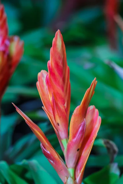 Ananasblüten — Stockfoto