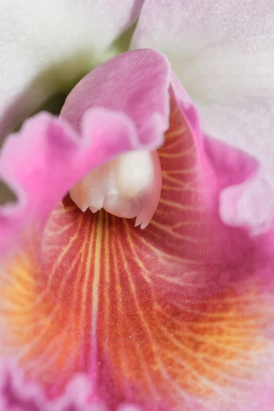 Orchideje Cattleya labiata — Stock fotografie