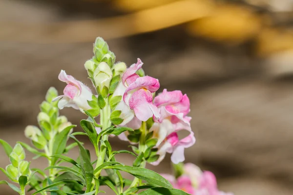 Fleurs Snapdragon — Photo