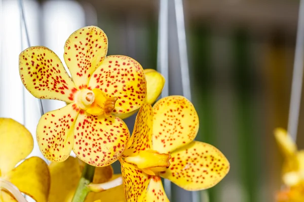 Orchid flowers — Stock Photo, Image