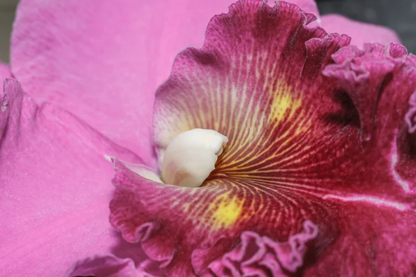 Cattleya labiata orchids — Φωτογραφία Αρχείου