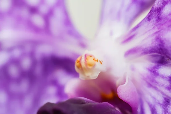 Lila orkidé blomma — Stockfoto