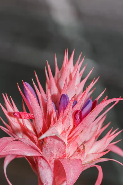 Flores de piña — Foto de Stock