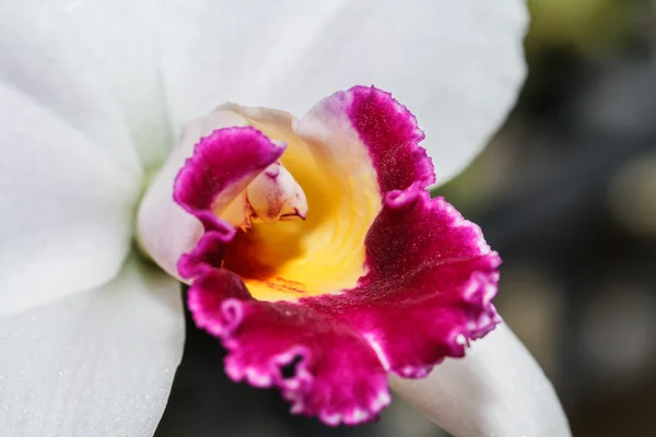 Růžové orchideje — Stock fotografie