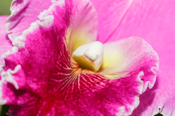 Orchidées Cattleya labiata — Photo