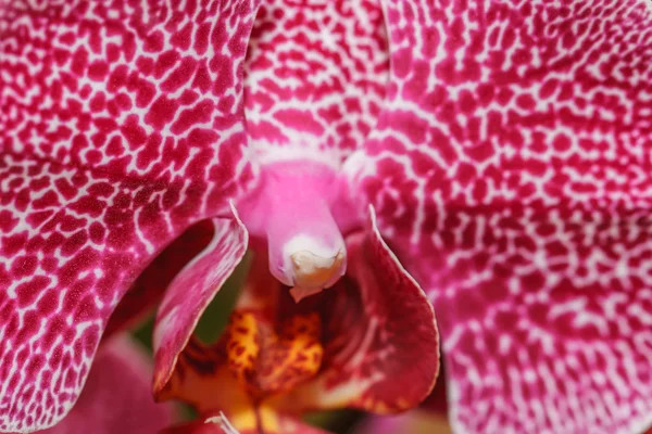 Růžové orchideje — Stock fotografie