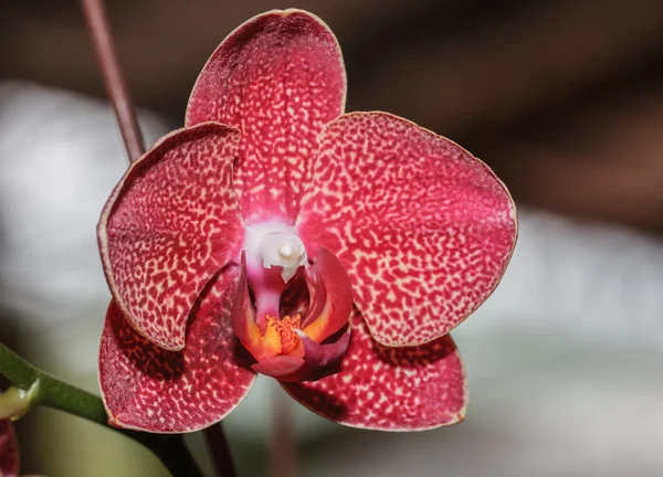 Orchidee rosa — Foto Stock