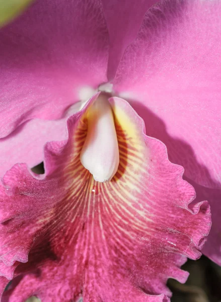 Orchideje Cattleya labiata — Stock fotografie