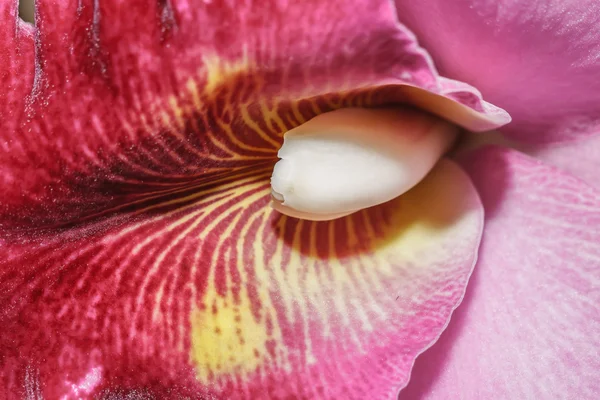 Orchideje Cattleya labiata — Stock fotografie