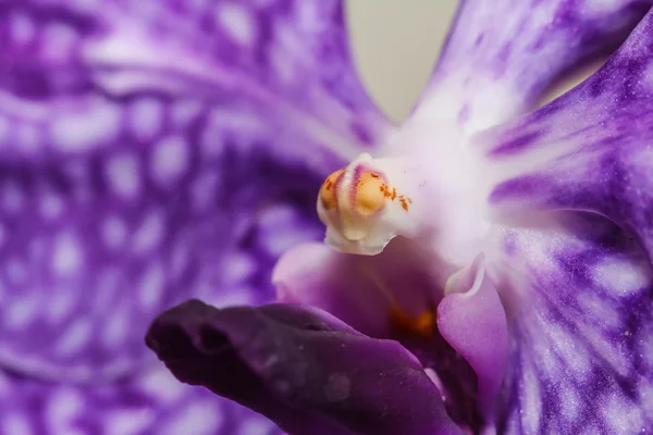 Πορφυρό λουλούδι ορχιδέας — Φωτογραφία Αρχείου