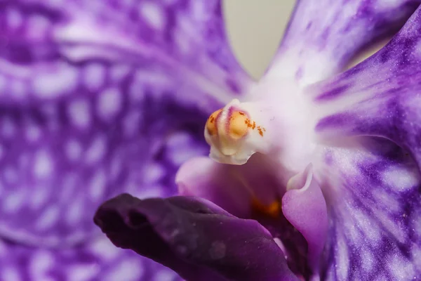 Lila Orchideenblüte — Stockfoto