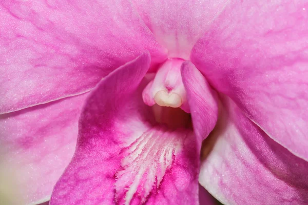 Růžové orchideje — Stock fotografie