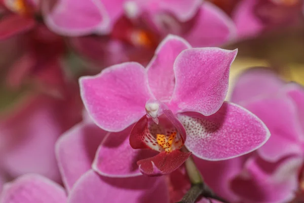 Rosa orkidéer — Stockfoto