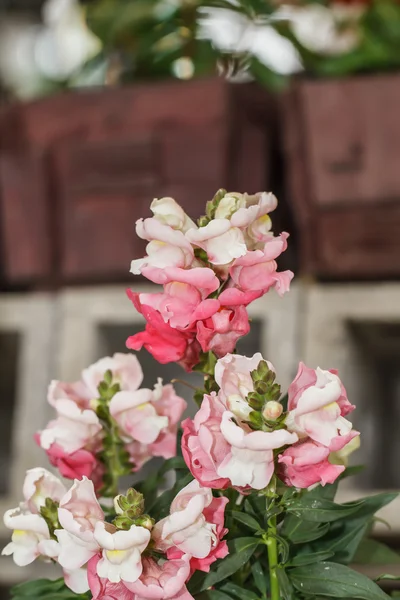 Fleurs Snapdragon — Photo