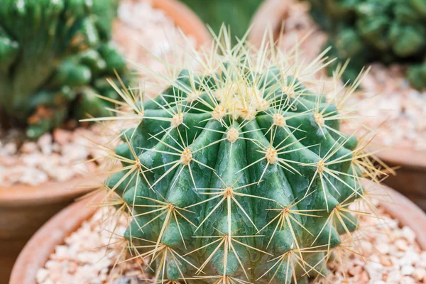 Bonsaje kaktus — Stock fotografie