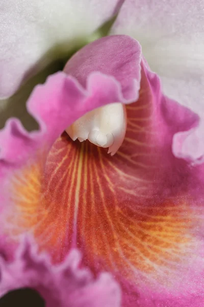 Orchideje Cattleya labiata — Stock fotografie