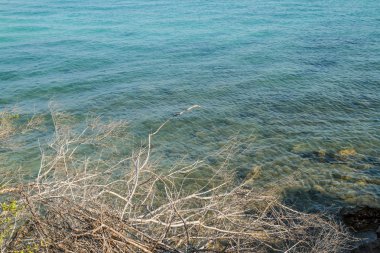 Pattaya beach Koh Larne, Tayland
