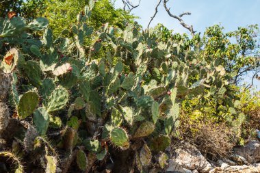 Pattaya beach Koh Larne, Tayland