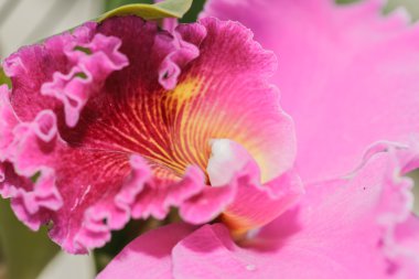 Cattleya labiata orkideler 
