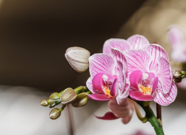 pembe orkide