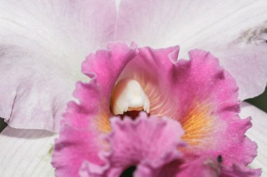 Cattleya labiata orkideler 