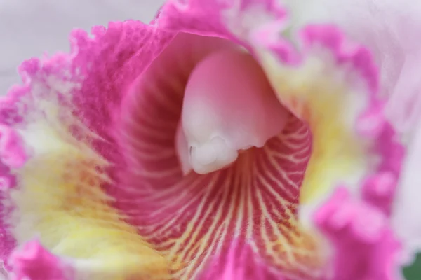 Cattleya labiata orkidéer — Stockfoto