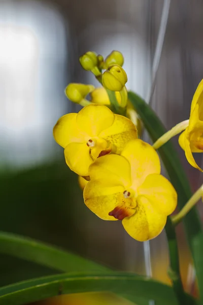 Flores amarillas de orquídea —  Fotos de Stock