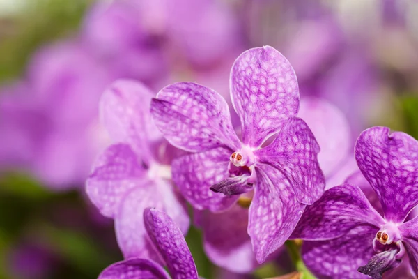 Orchidées roses — Photo